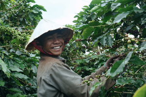 Cà phê sâm ngọc linh