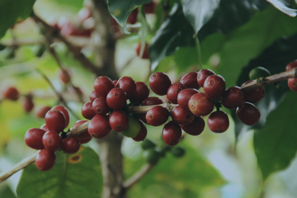 Sự thật thú vị về cà phê