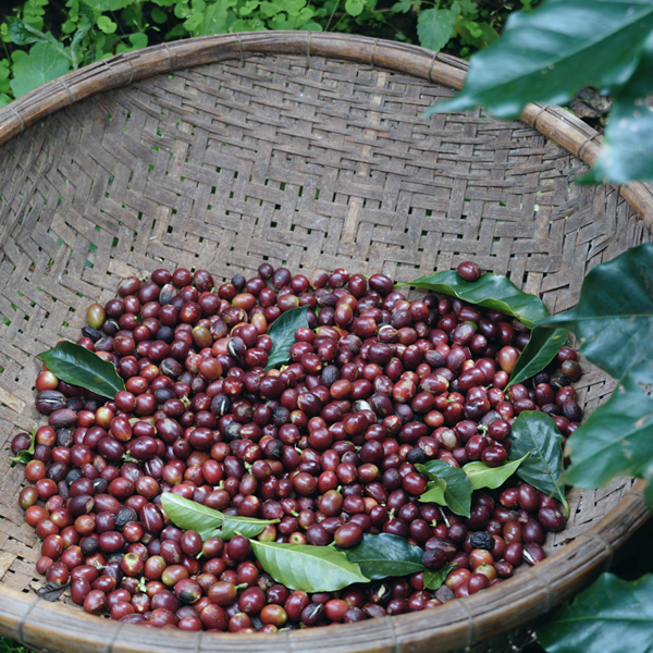 Sự thật thú vị về cà phê