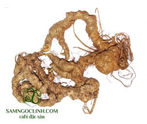 Sâm ngọc linh khô