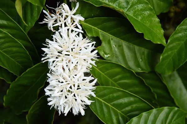 Sự thật thú vị về cà phê