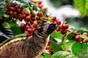 CÀ PHÊ CHỒN KOPI LUWAK - ĐẲNG CẤP DÒNG CÀ PHÊ HUYỀN THOẠI