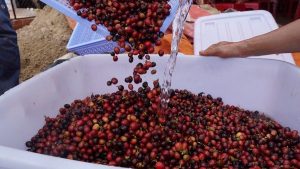 Cà phê sâm ngọc linh