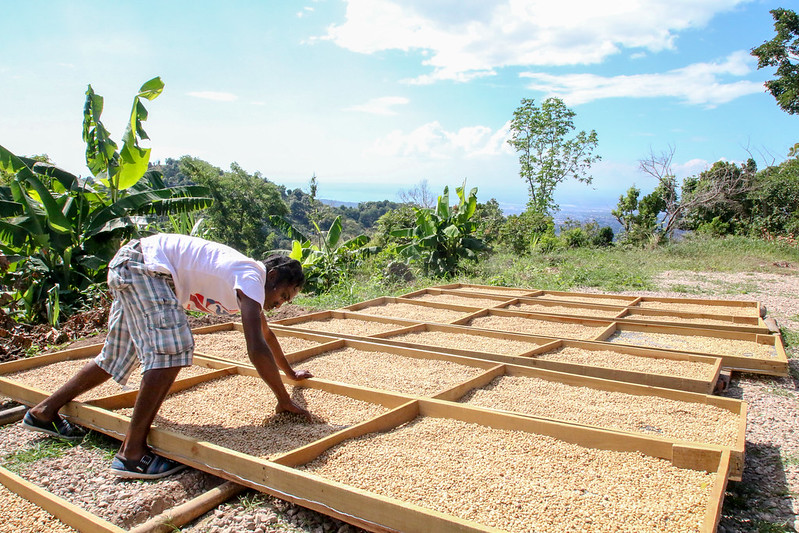 Cà Phê Jamaica Blue Mountain - Cà phê đặc sản cao cấp nhất thế giới