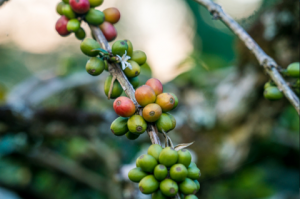Sumatra từ Indonesia nổi tiếng với đặc tính Full body