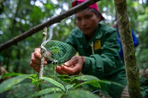 Người Xơ Đăng trồng Sâm Ngọc Linh