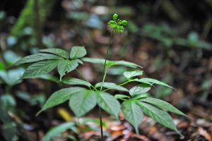 Người Xơ Đăng trồng Sâm Ngọc Linh