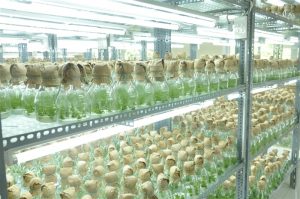 Nghiên cứu hoạt chất Saponin bằng nuôi cấy mô sẹo và sâm Ngọc Linh