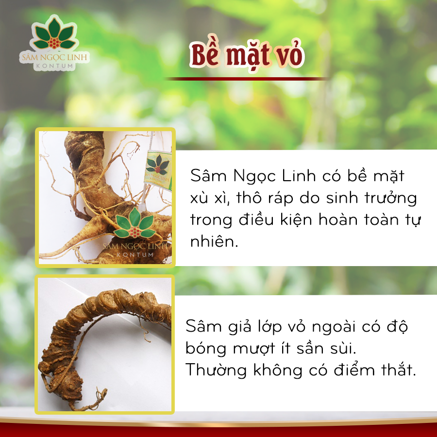 Phân Biệt Sâm Ngọc Linh Giả