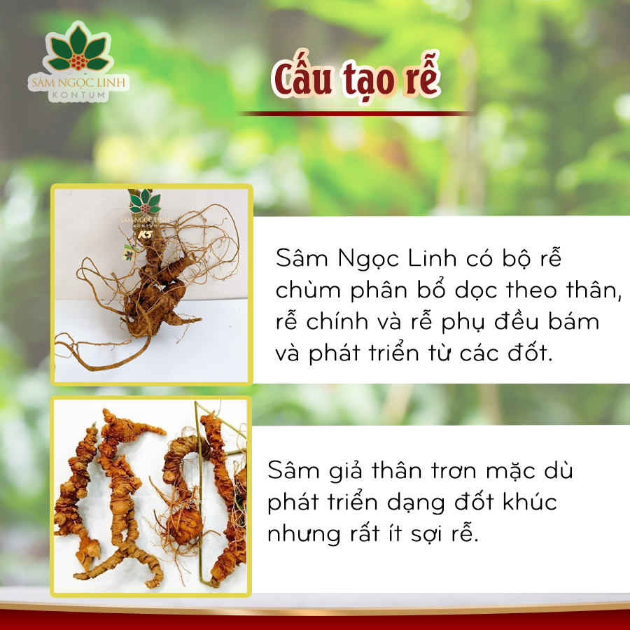 Phân Biệt Sâm Ngọc Linh Giả