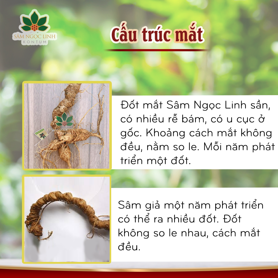 Phân Biệt Sâm Ngọc Linh Giả