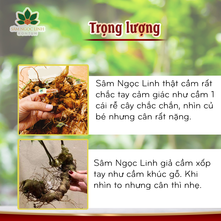 Phân Biệt Sâm Ngọc Linh Giả