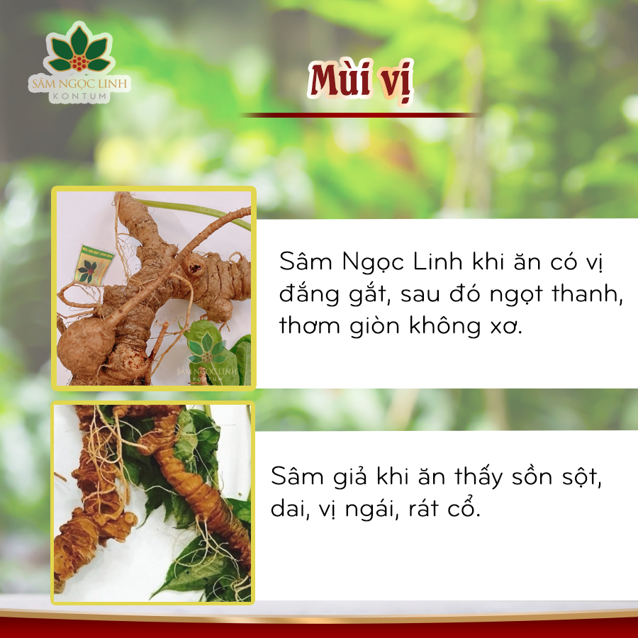 Phân Biệt Sâm Ngọc Linh Giả
