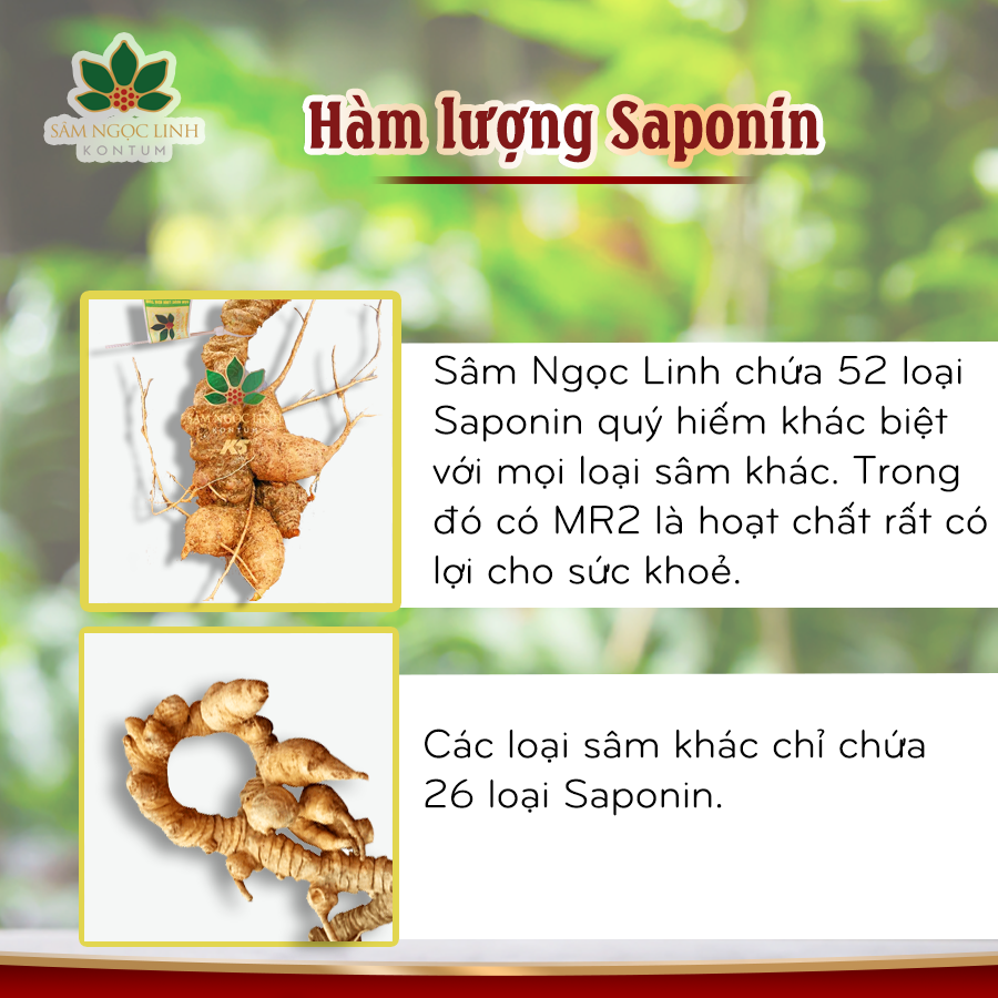 Phân Biệt Sâm Ngọc Linh Giả