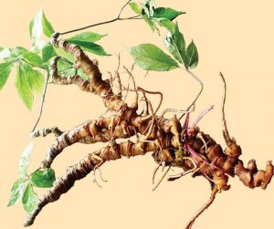 Panax vietnamensis