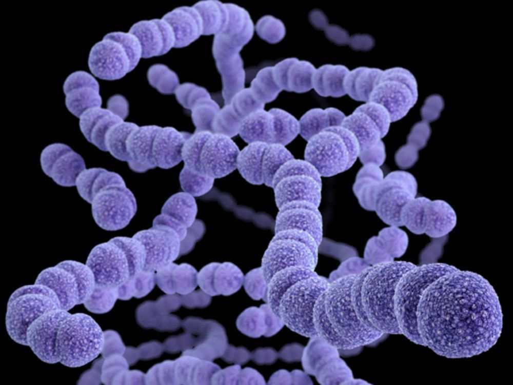 Sâm Ngọc Linh có công dụng kháng khuẩn Streptococcus gây viêm họng