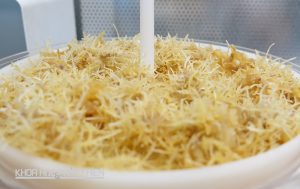 Nghiên cứu quá trình tái sinh và nhân giống Vitro Sâm Ngọc Linh