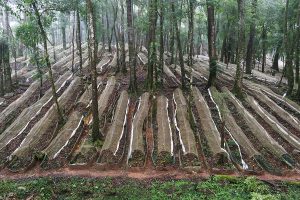 Xu hướng công nghệ trồng sâm phi lâm nghiệp