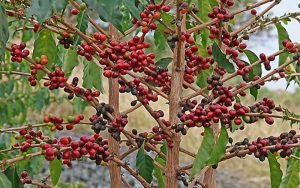 Đặc điểm địa lý