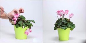 kết hợp chuối, cà phê, trứng, hoa đang héo của bạn sẽ tươi như mới