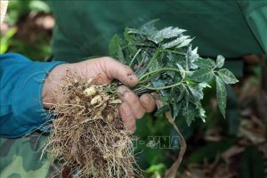 Sâm Ngọc Linh. Ảnh: TTXVN
