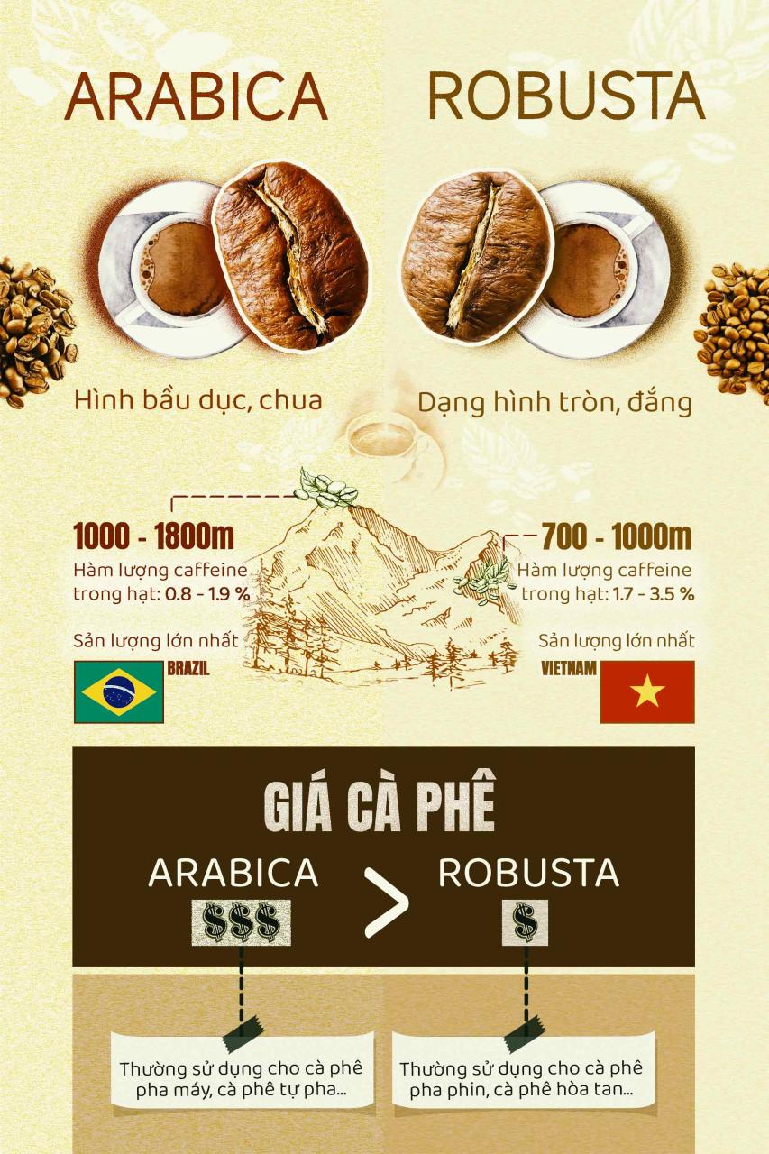 coffee_bean_tinhte_infographic.jpg